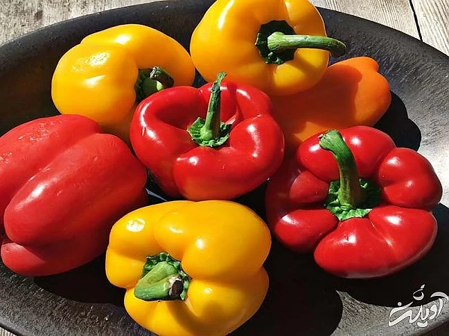 مواد غذایی مناسب برای سلامت پوست